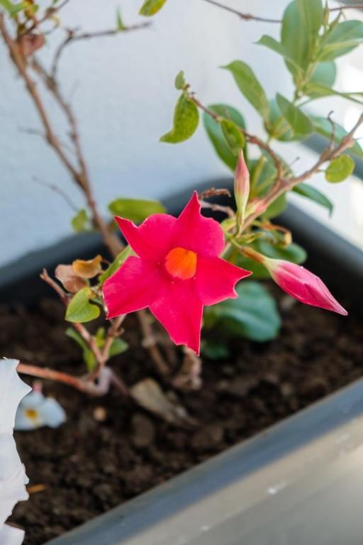 Guestready - A Sunny Delight In Funchal Apartment ภายนอก รูปภาพ